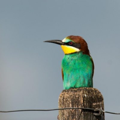 european-bee-eater-2115563_1280