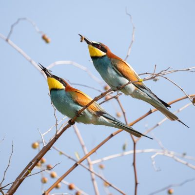 european-bee-eater-9030680_1280